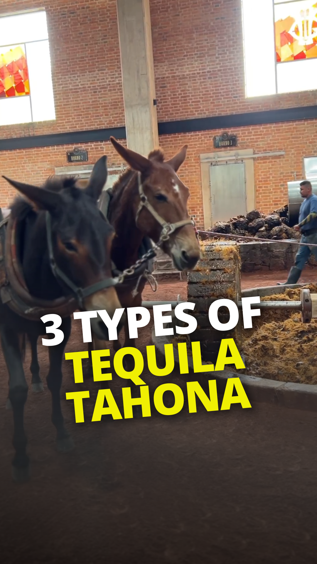 3 Types of Tahona Tequila